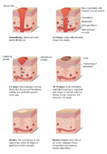 Is it possible to repair damaged tissue? - The Handy Anatomy Answer Book