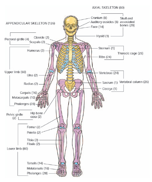 What are the major divisions of the human skeleton? - The Handy Anatomy ...