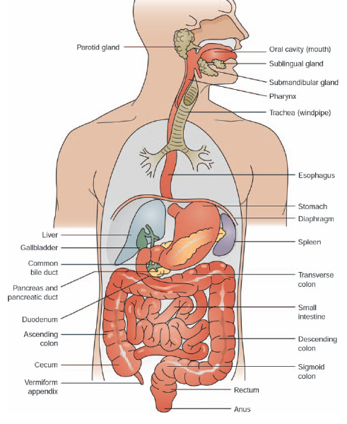 what are the major organs of the digestive system the major organs