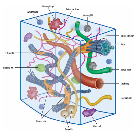 What Are The Major Types Of Connective Tissue And Their Function