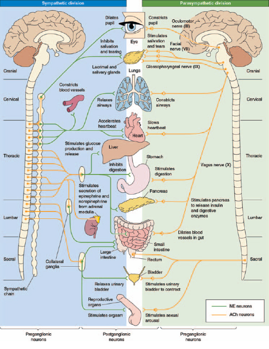 What is amyotrophic lateral sclerosis (ALS)? - The Handy ... What is amyotrophic lateral sclerosis (ALS)? - The Handy ...