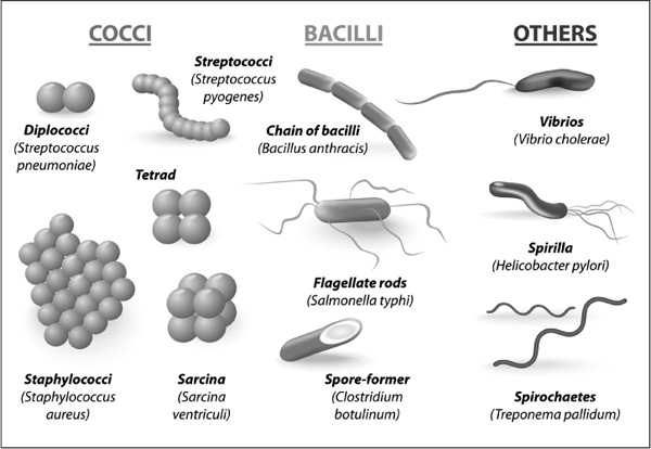 Image result for shape of bacteria