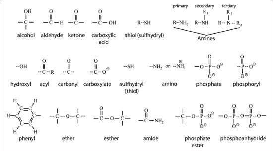 Functional Groups in Organic Chemistry