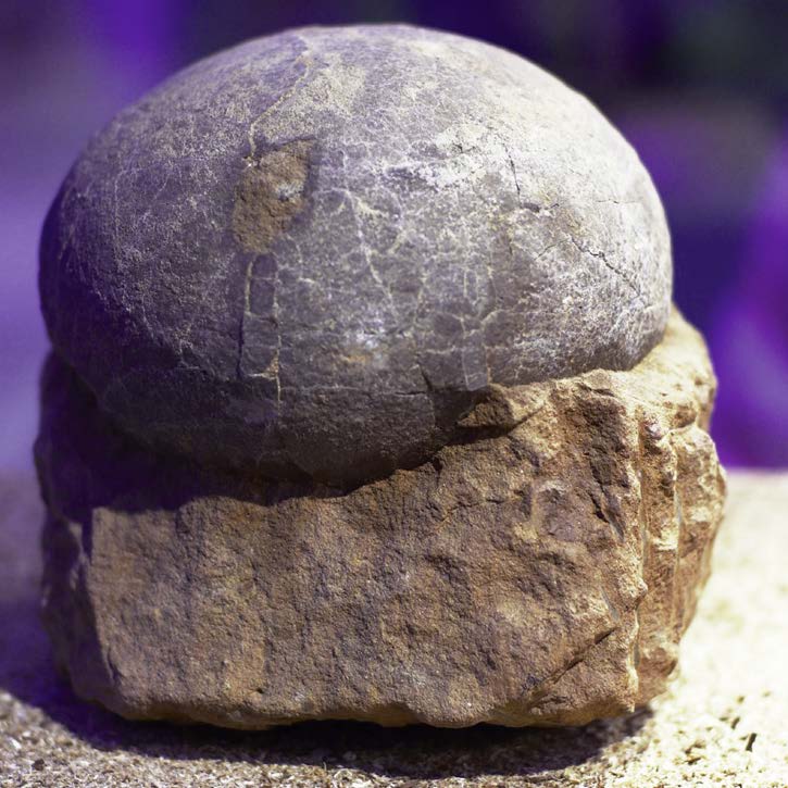 did-all-dinosaurs-lay-eggs-handy-answer-book